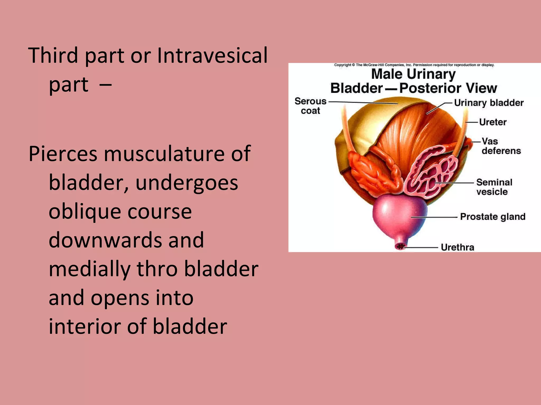 Third part or Intravesical part  – Pierces musculature of bladder, undergoes oblique course downwards and medially thro bladder and opens into interior of bladder  