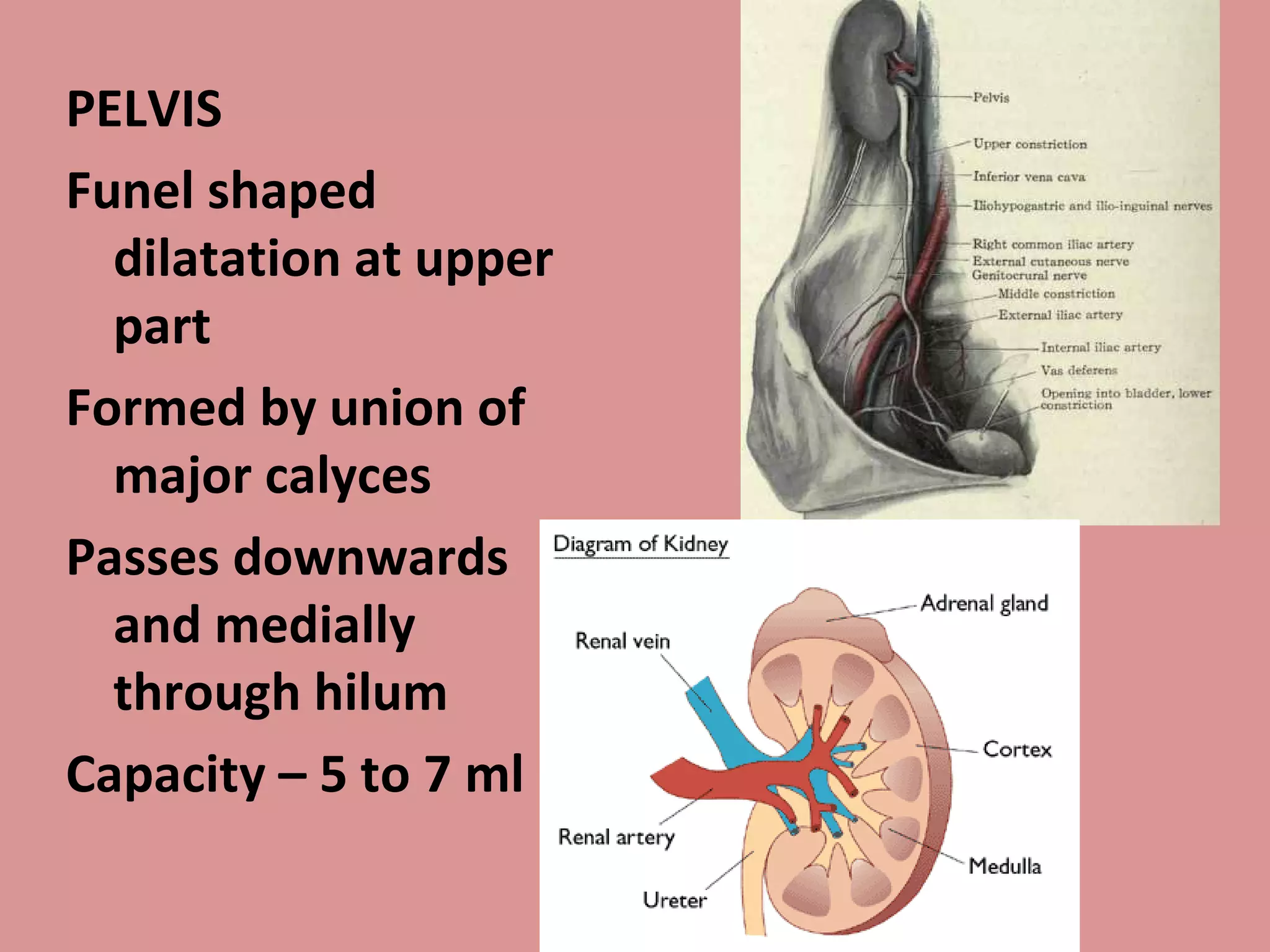 PELVIS Funel shaped dilatation at upper part Formed by union of major calyces Passes downwards and medially through hilum Capacity – 5 to 7 ml 