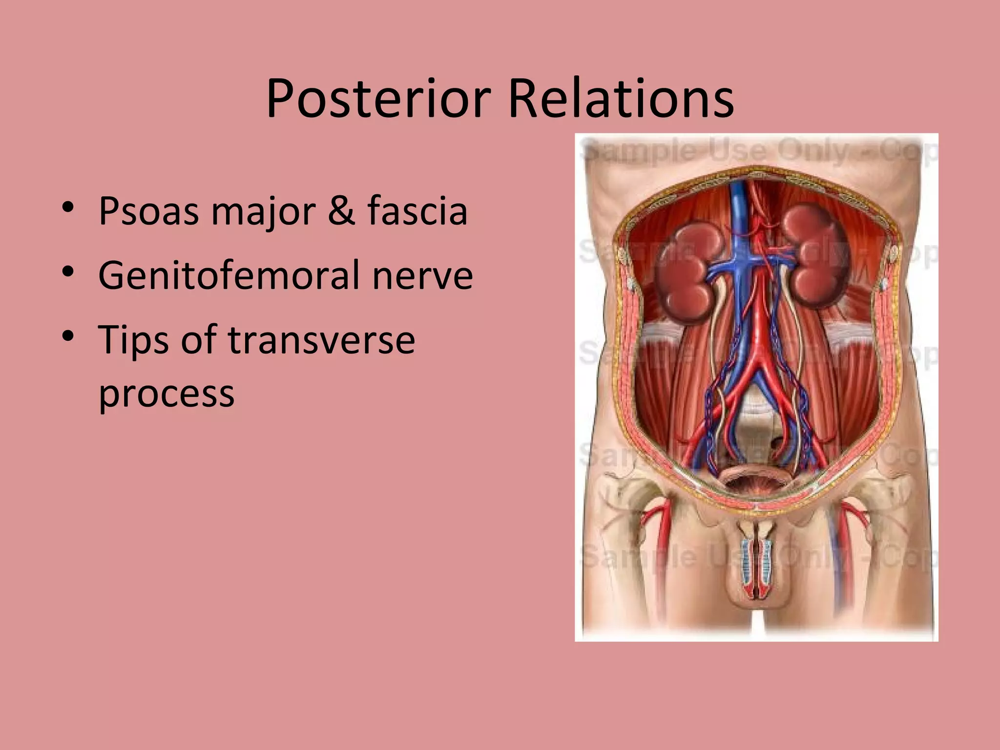 Posterior Relations Psoas major & fascia Genitofemoral nerve Tips of transverse process 