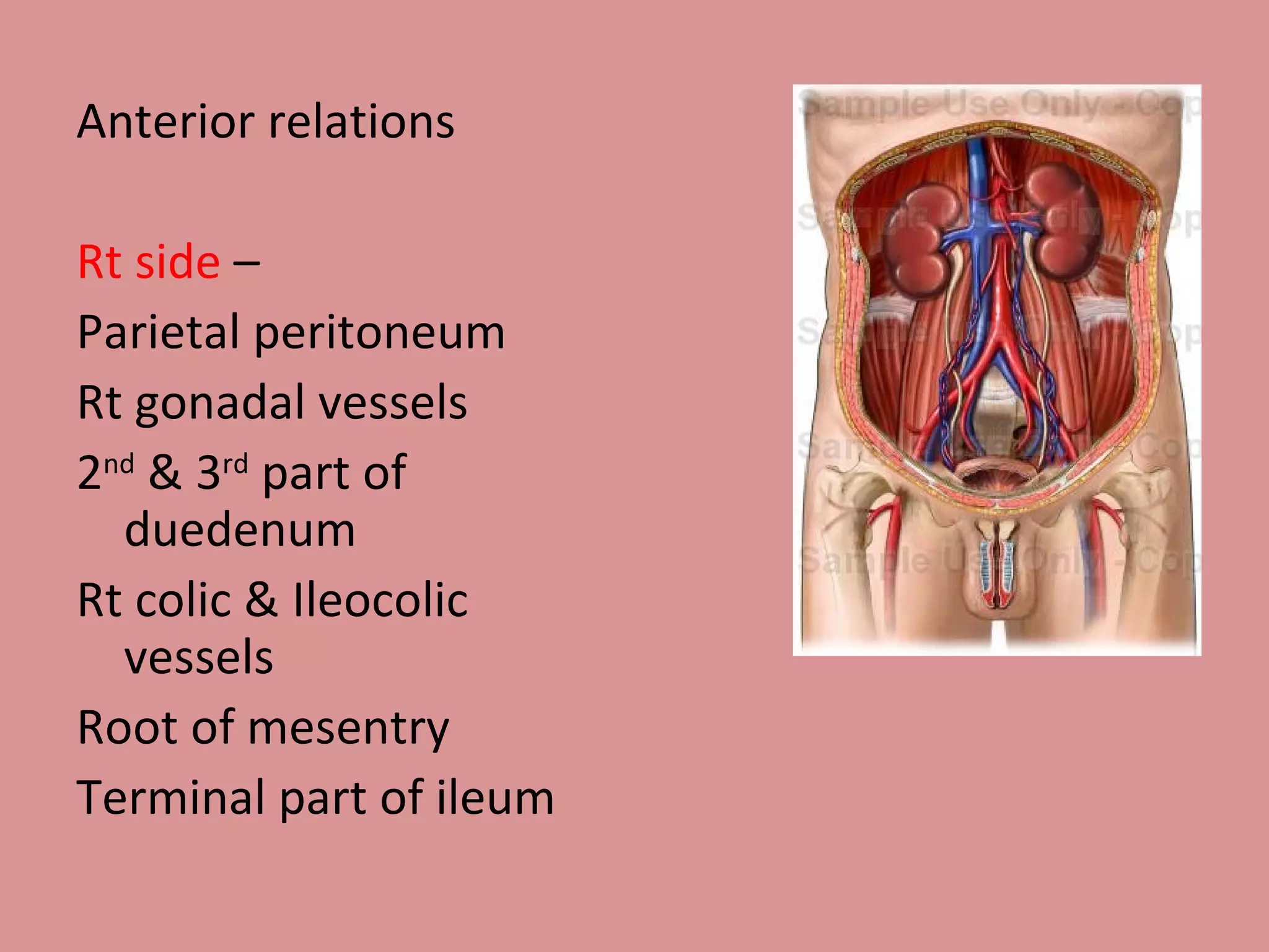 Anterior relations Rt side  – Parietal peritoneum Rt gonadal vessels 2 nd  & 3 rd  part of duedenum Rt colic & Ileocolic vessels Root of mesentry Terminal part of ileum 