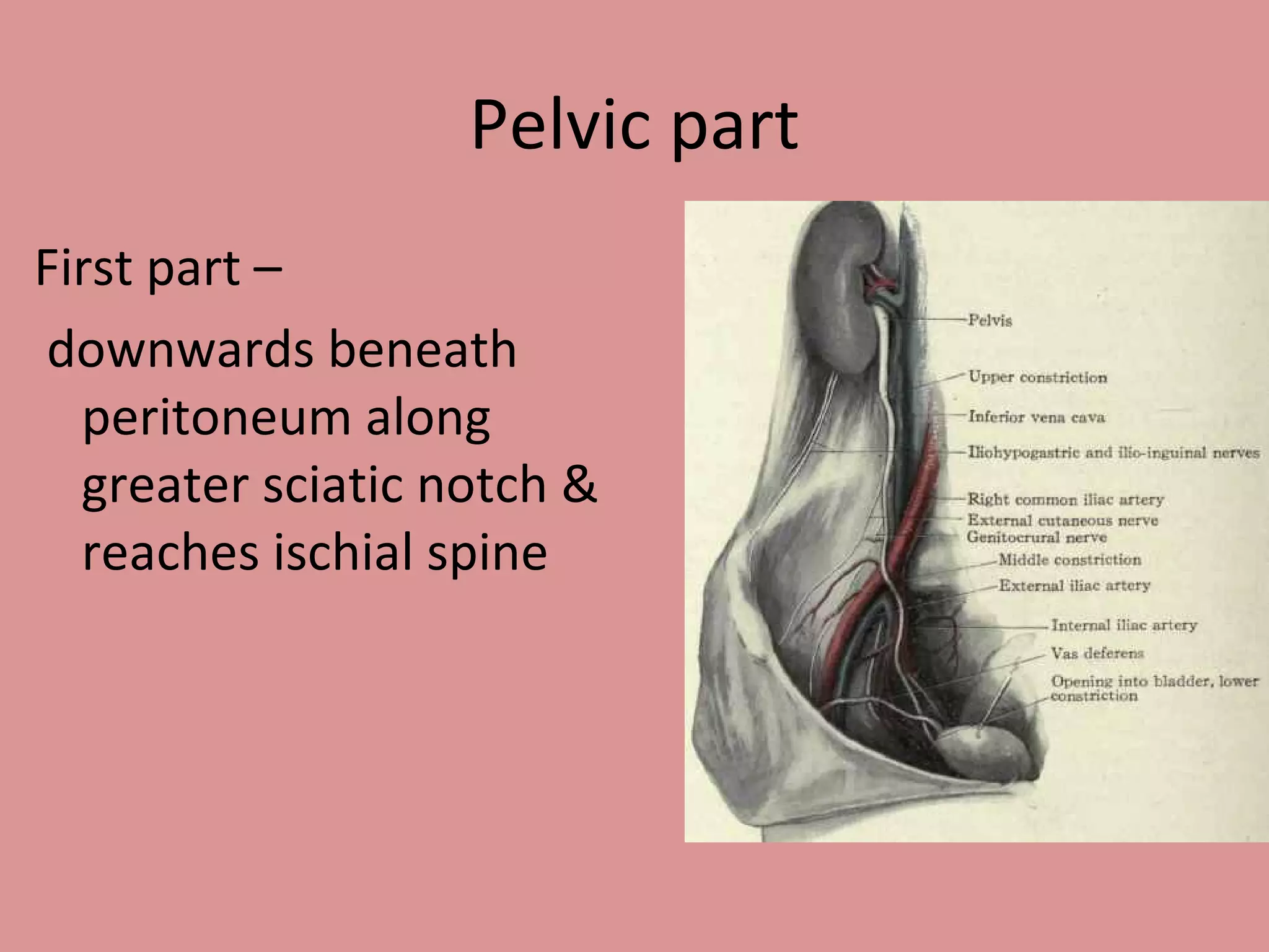 Pelvic part First part – downwards beneath peritoneum along greater sciatic notch & reaches ischial spine 