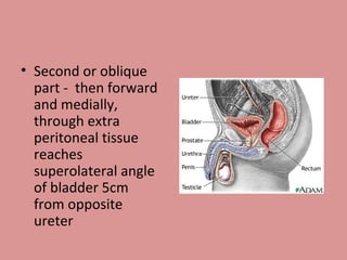 Second or oblique part -  then forward and medially, through extra peritoneal tissue reaches superolateral angle of bladder 5cm from opposite ureter 