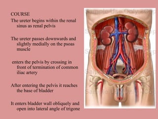 COURSE The ureter begins within the renal sinus as renal pelvis The ureter passes downwards and slightly medially on the psoas muscle enters the pelvis by crossing in front of termination of common iliac artery After entering the pelvis it reaches the base of bladder  It enters bladder wall obliquely and open into lateral angle of trigone 
