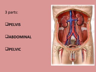 3 parts: PELVIS ABDOMINAL PELVIC 