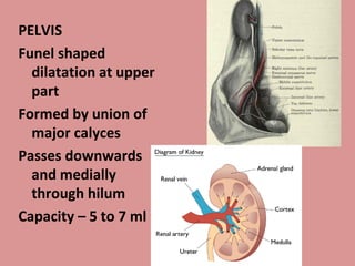 PELVIS Funel shaped dilatation at upper part Formed by union of major calyces Passes downwards and medially through hilum Capacity – 5 to 7 ml 