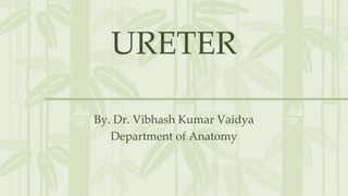 URETER
By. Dr. Vibhash Kumar Vaidya
Department of Anatomy
 