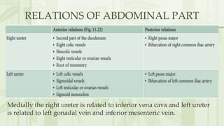 Anatomy of Ureter | PPTX