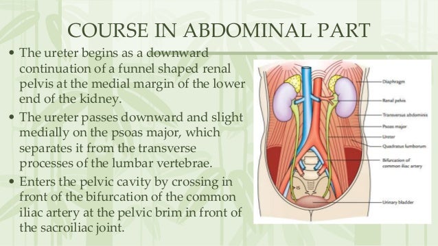 Anatomy of Ureter Anatomy of Ureter