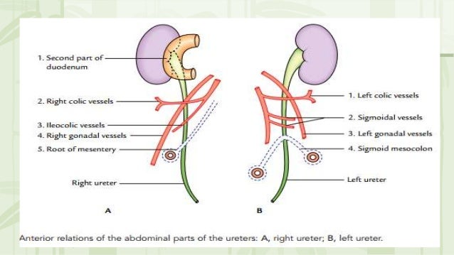 Anatomy of Ureter