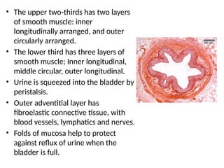 ureter chapter gynaecology in medical science | PPTX