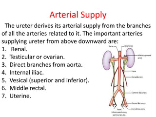 Arterial Supply
The ureter derives its arterial supply from the branches
of all the arteries related to it. The important arteries
supplying ureter from above downward are:
1. Renal.
2. Testicular or ovarian.
3. Direct branches from aorta.
4. Internal iliac.
5. Vesical (superior and inferior).
6. Middle rectal.
7. Uterine.
 