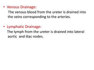 • Venous Drainage:
The venous blood from the ureter is drained into
the veins corresponding to the arteries.
• Lymphatic Drainage:
The lymph from the ureter is drained into lateral
aortic and iliac nodes.
 