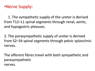 •Nerve Supply:
1. The sympathetic supply of the ureter is derived
from T12–L1 spinal segments through renal, aortic,
and hypogastric plexuses.
2. The parasympathetic supply of ureter is derived
from S2–S4 spinal segments through pelvic splanchnic
nerves.
The afferent fibres travel with both sympathetic and
parasympathetic
nerves.
 