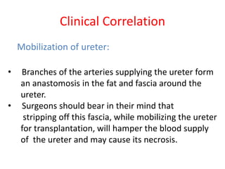 Clinical Correlation
Mobilization of ureter:
• Branches of the arteries supplying the ureter form
an anastomosis in the fat and fascia around the
ureter.
• Surgeons should bear in their mind that
stripping off this fascia, while mobilizing the ureter
for transplantation, will hamper the blood supply
of the ureter and may cause its necrosis.
 