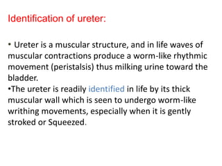 Identification of ureter:
• Ureter is a muscular structure, and in life waves of
muscular contractions produce a worm-like rhythmic
movement (peristalsis) thus milking urine toward the
bladder.
•The ureter is readily identified in life by its thick
muscular wall which is seen to undergo worm-like
writhing movements, especially when it is gently
stroked or Squeezed.
 