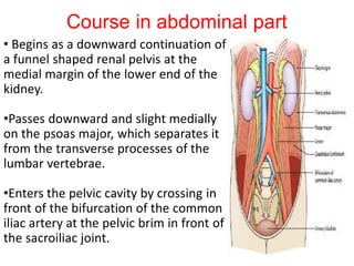 Course in abdominal part
• Begins as a downward continuation of
a funnel shaped renal pelvis at the
medial margin of the lower end of the
kidney.
•Passes downward and slight medially
on the psoas major, which separates it
from the transverse processes of the
lumbar vertebrae.
•Enters the pelvic cavity by crossing in
front of the bifurcation of the common
iliac artery at the pelvic brim in front of
the sacroiliac joint.
 