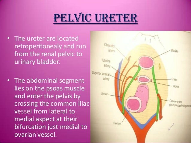 Ureter anatomy injury & diversion