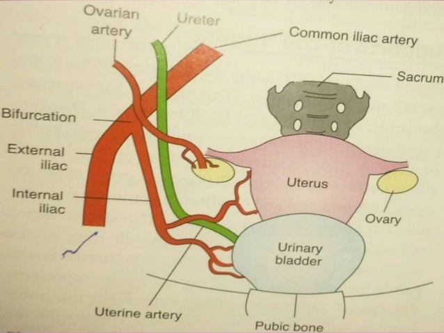 Ureter anatomy injury & diversion