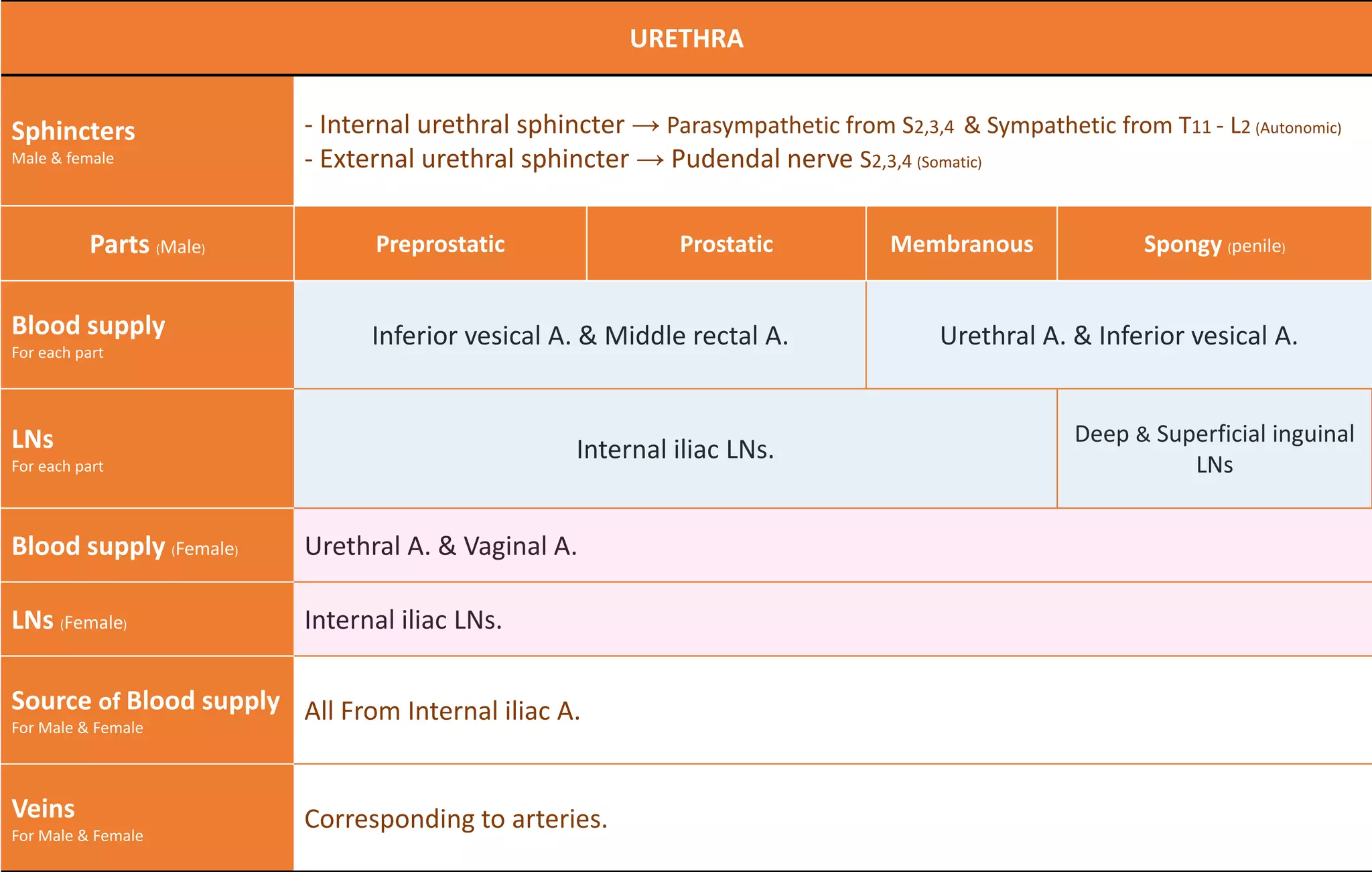 URETHRA
Sphincters
Male & female
- Internal urethral sphincter → Parasympathetic from S2,3,4 & Sympathetic from T11 - L2 (Autonomic)
- External urethral sphincter → Pudendal nerve S2,3,4 (Somatic)
Parts (Male) Preprostatic Prostatic Membranous Spongy (penile)
Blood supply
For each part
Inferior vesical A. & Middle rectal A. Urethral A. & Inferior vesical A.
LNs
For each part
Internal iliac LNs.
Deep & Superficial inguinal
LNs
Blood supply (Female) Urethral A. & Vaginal A.
LNs (Female) Internal iliac LNs.
Source of Blood supply
For Male & Female
All From Internal iliac A.
Veins
For Male & Female
Corresponding to arteries.
 