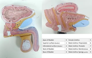 Ureter, bladder & urethra lab summary | PDF
