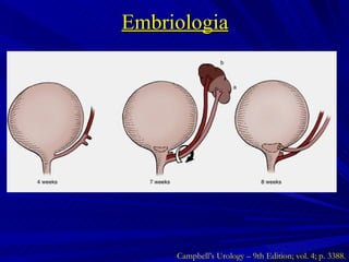 Embriologia Campbell’s Urology – 9th Edition; vol. 4; p. 3388. 