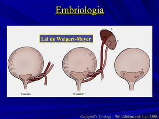 Embriologia Lei de Weigert-Meyer Campbell’s Urology – 9th Edition; vol. 4; p. 3388. 