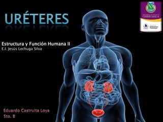 Estructura y Función Humana II
E.I. Jesús Lechuga Silva
 