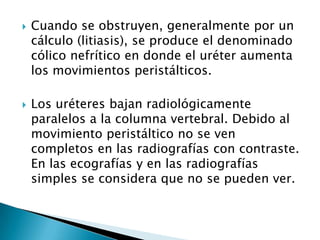  Cuando se obstruyen, generalmente por un
cálculo (litiasis), se produce el denominado
cólico nefrítico en donde el uréter aumenta
los movimientos peristálticos.
 Los uréteres bajan radiológicamente
paralelos a la columna vertebral. Debido al
movimiento peristáltico no se ven
completos en las radiografías con contraste.
En las ecografías y en las radiografías
simples se considera que no se pueden ver.
 