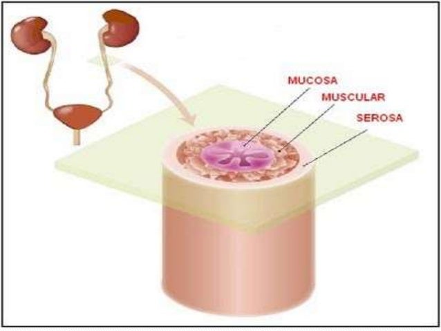 Resultado de imagen de ureter por dentro
