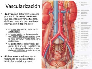 Vascularización
• -La irrigación del uréter se realiza
por medio de ramas ureterales
que proceden de varias fuentes,
debido a que cada porción tiene
su irrigación independiente.
 La parte alta recibe ramas de la
arteria renal.
 La parte media recibe ramas de
las arterias testicular/ovárica y de
la ilíaca común, y hasta de la aorta
abdominal.
 La parte inferior está irrigada por
ramos de la arteria vesical inferior
y de la uterina en la mujer, o solo
de la vesical inferior en el hombre.
• -El drenaje es mediante venas
tributarias de la ilíaca interna,
testicular u ovárica, y renal.
 
