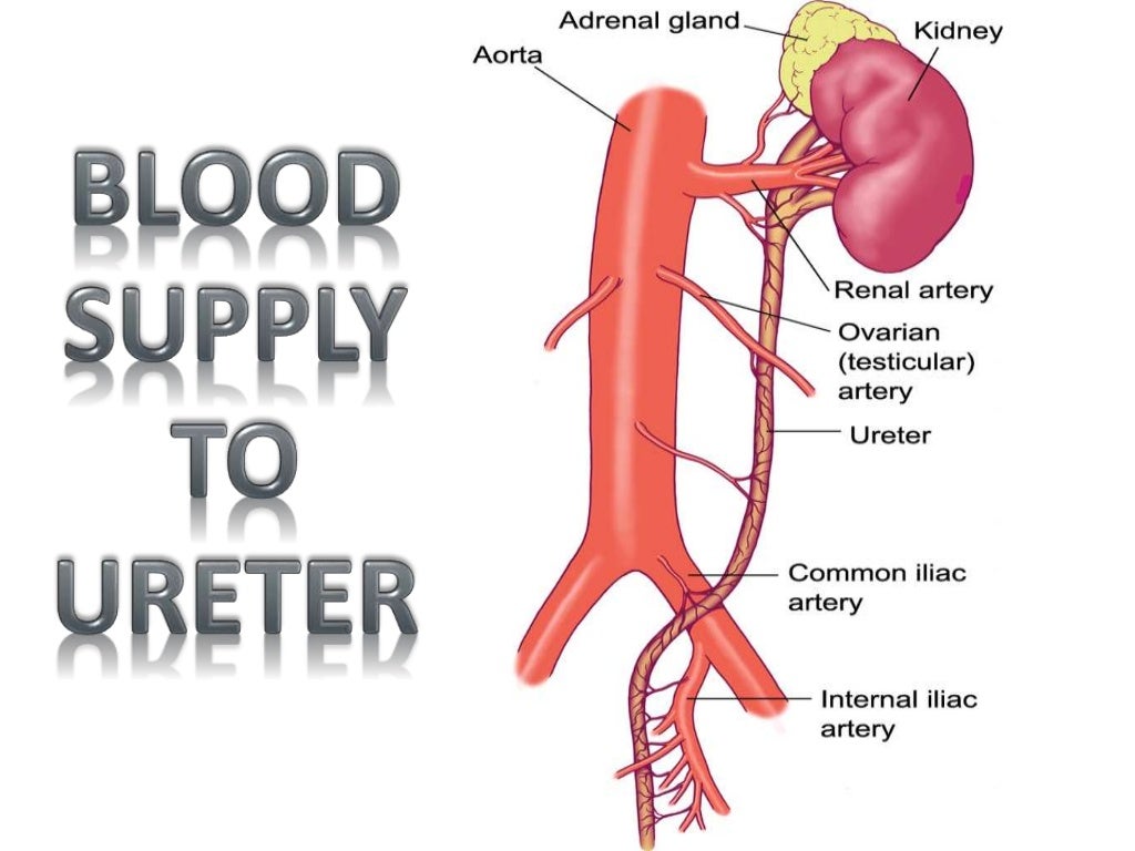 Ureteric injury ppt Dr. Neha Jain, JNMCH, AMU, Aligarh
