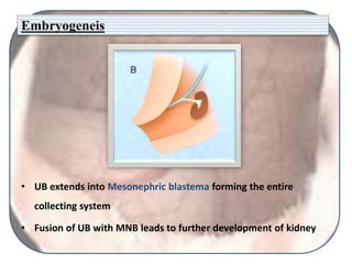 Embryogeneis
• UB extends into Mesonephric blastema forming the entire
collecting system
• Fusion of UB with MNB leads to further development of kidney
 