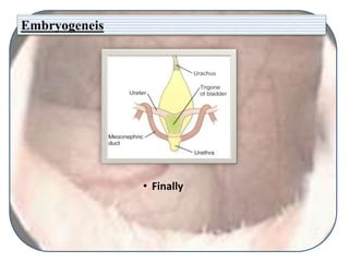 Embryogeneis
• Finally
 