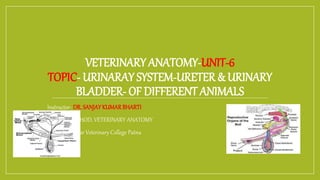 VETERINARY ANATOMY-UNIT-6
TOPIC- URINARAY SYSTEM-URETER & URINARY
BLADDER- OF DIFFERENT ANIMALS
Instructor- DR. SANJAYKUMARBHARTI
HOD, VETERINARY ANATOMY
Bihar Veterinary College Patna
 