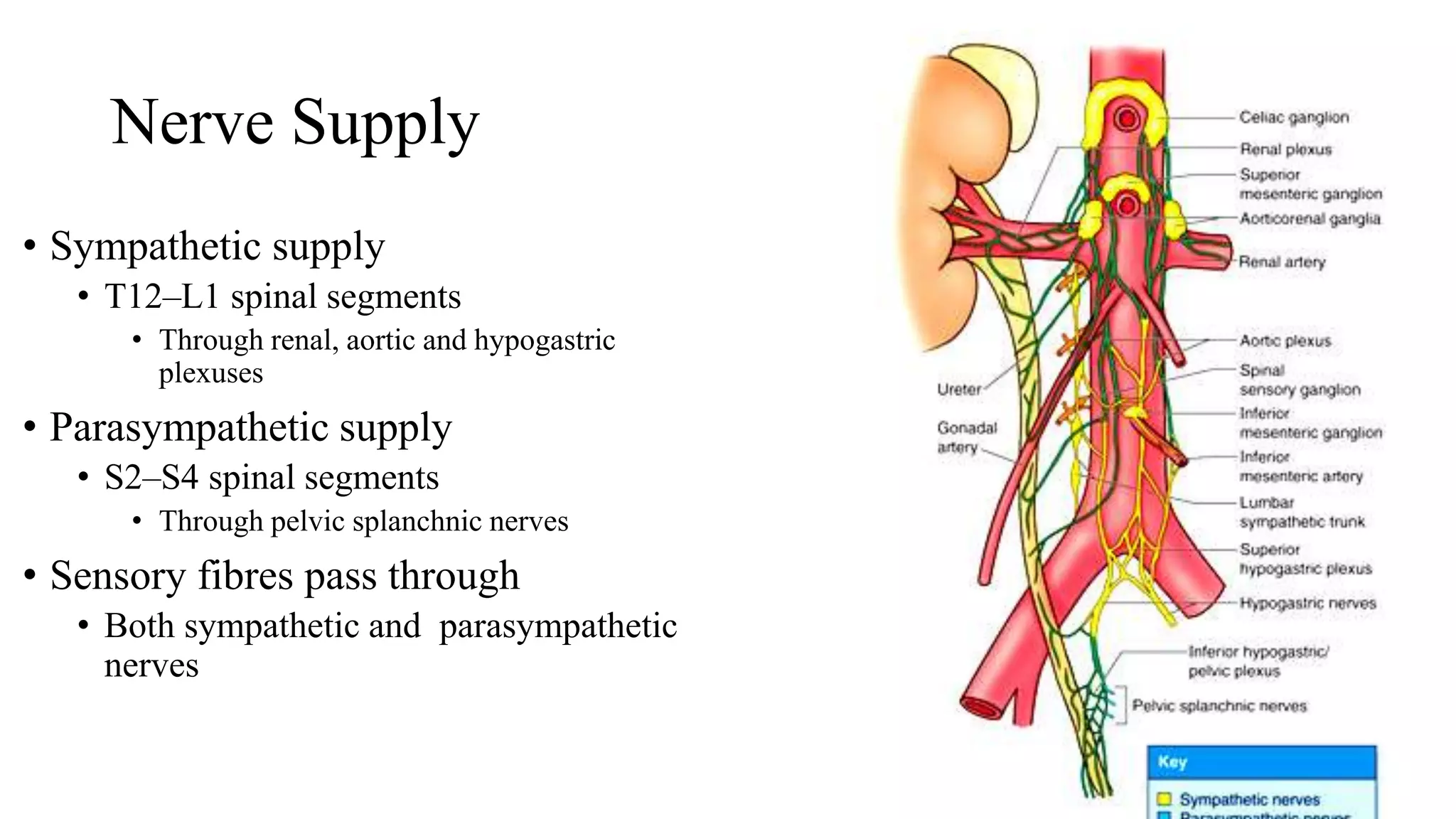 ureter & urinary bladder -.pptx
