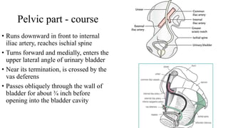 Pelvic part - course
• Runs downward in front to internal
iliac artery, reaches ischial spine
• Turns forward and medially, enters the
upper lateral angle of urinary bladder
• Near its termination, is crossed by the
vas deferens
• Passes obliquely through the wall of
bladder for about ¾ inch before
opening into the bladder cavity
 