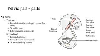 Pelvic part - parts
• 2 parts
• First part
• From infront of beginning of external iliac
artery
• To ischial spine
• Follows greater sciatic notch
• Second part
• From ischial spine
• Passes forwards and medially
• To base of urinary bladder
 