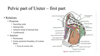 Pelvic part of Ureter – first part
• Relations
• Posterior
• Sacroiliac joint
• Internal iliac
• Anterior trunk of internal iliac
• Lumbosacral
• Anterior
• Peritoneum
• Forms posterior boundary of ovarian
fossa
• Ovary & uterine tube
 
