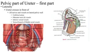 Pelvic part of Ureter – first part
• Laterally
• Ureter crosses in front of
• All nerves and vessels on lateral pelvic wall
• Umbilical artery
• Obturator nerve & vessels
• Inferior vesical vessels
• Vesical branch of Middle rectal vessels
 