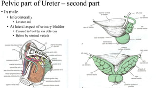 Pelvic part of Ureter – second part
• In male
• Inferolaterally
• Levator ani
• At lateral aspect of urinary bladder
• Crossed infront by vas deferens
• Below by seminal vesicle
 