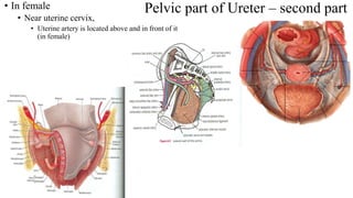 Pelvic part of Ureter – second part
• In female
• Near uterine cervix,
• Uterine artery is located above and in front of it
(in female)
 
