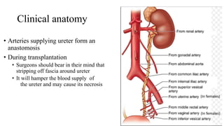 Clinical anatomy
• Arteries supplying ureter form an
anastomosis
• During transplantation
• Surgeons should bear in their mind that
stripping off fascia around ureter
• It will hamper the blood supply of
the ureter and may cause its necrosis
 