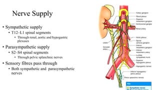 Nerve Supply
• Sympathetic supply
• T12–L1 spinal segments
• Through renal, aortic and hypogastric
plexuses
• Parasympathetic supply
• S2–S4 spinal segments
• Through pelvic splanchnic nerves
• Sensory fibres pass through
• Both sympathetic and parasympathetic
nerves
 