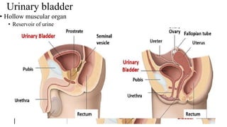 Urinary bladder
• Hollow muscular organ
• Reservoir of urine
 