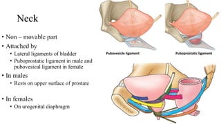 Neck
• Non – movable part
• Attached by
• Lateral ligaments of bladder
• Puboprostatic ligament in male and
pubovesical ligament in female
• In males
• Rests on upper surface of prostate
• In females
• On urogenital diaphragm
 