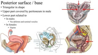 Posterior surface / base
• Triangular in shape
• Upper part covered by peritoneum in male
• Lower part related to
• In males
• Vas deferens and seminal vesicles
• In females
• Vagina
 