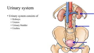 Urinary system
• Urinary system consists of
• Kidneys
• Ureters
• Urinary bladder
• Urethra
 