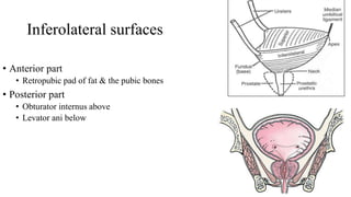 Inferolateral surfaces
• Anterior part
• Retropubic pad of fat & the pubic bones
• Posterior part
• Obturator internus above
• Levator ani below
 