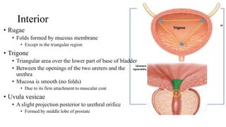 Interior
• Rugae
• Folds formed by mucous membrane
• Except in the triangular region
• Trigone
• Triangular area over the lower part of base of bladder
• Between the openings of the two ureters and the
urethra
• Mucosa is smooth (no folds)
• Due to its firm attachment to muscular coat
• Uvula vesicae
• A slight projection posterior to urethral orifice
• Formed by middle lobe of prostate
 