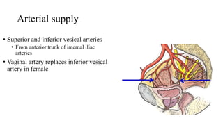 Arterial supply
• Superior and inferior vesical arteries
• From anterior trunk of internal iliac
arteries
• Vaginal artery replaces inferior vesical
artery in female
 